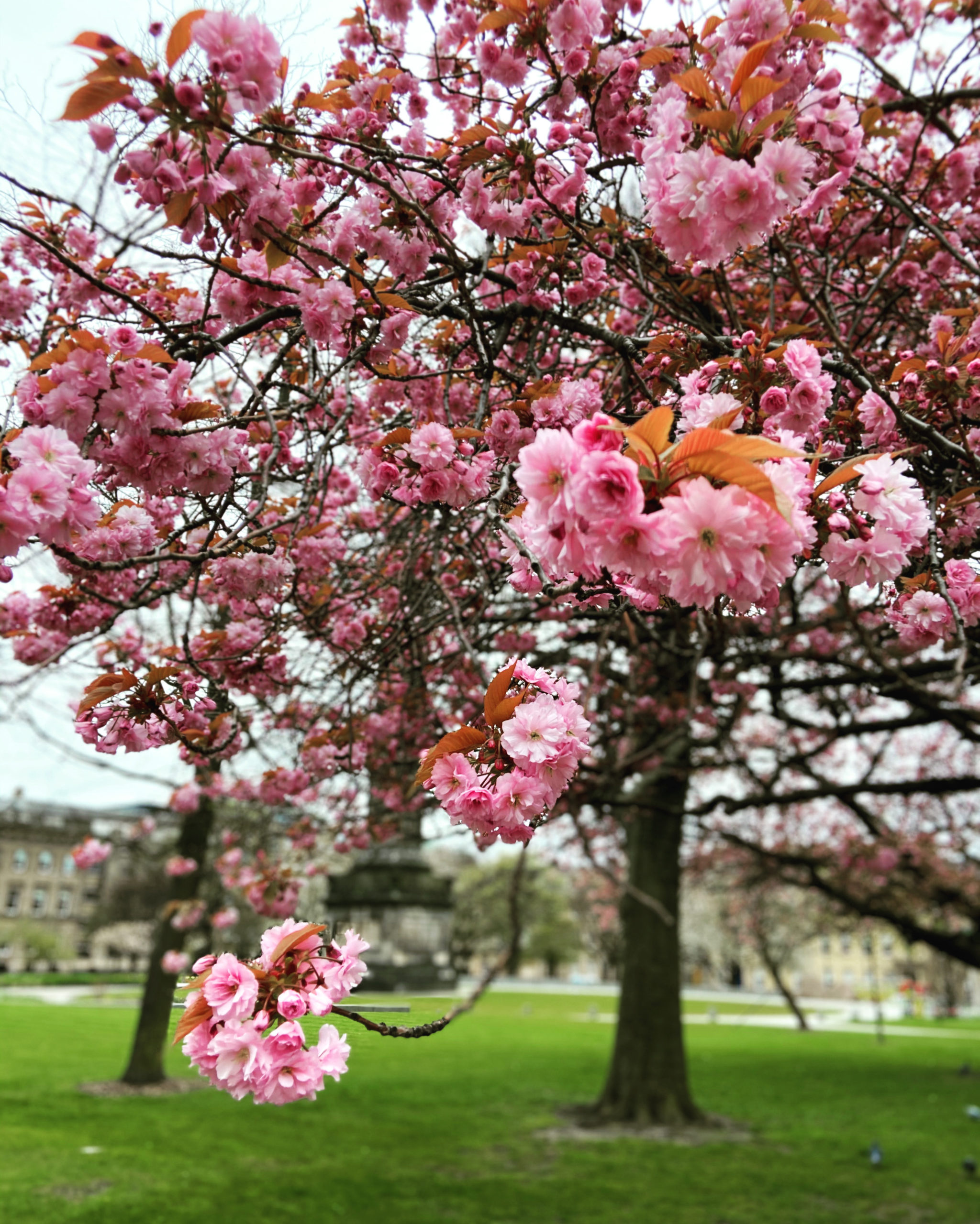 St Andrew Square cherry blossom