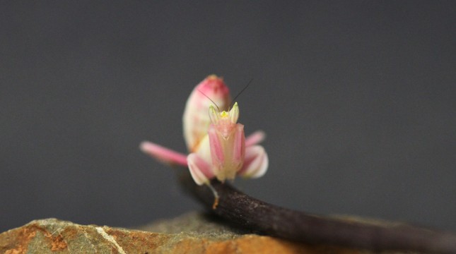 Orchid Mantis