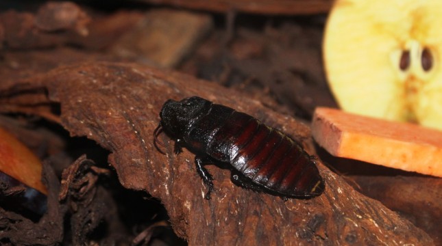 Madagascan Hissing Cockroach