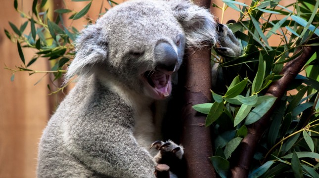 Visit Edinburgh Zoo