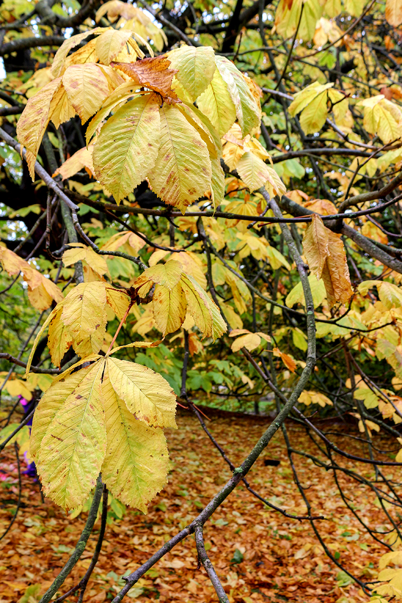 yellow autumn leaves