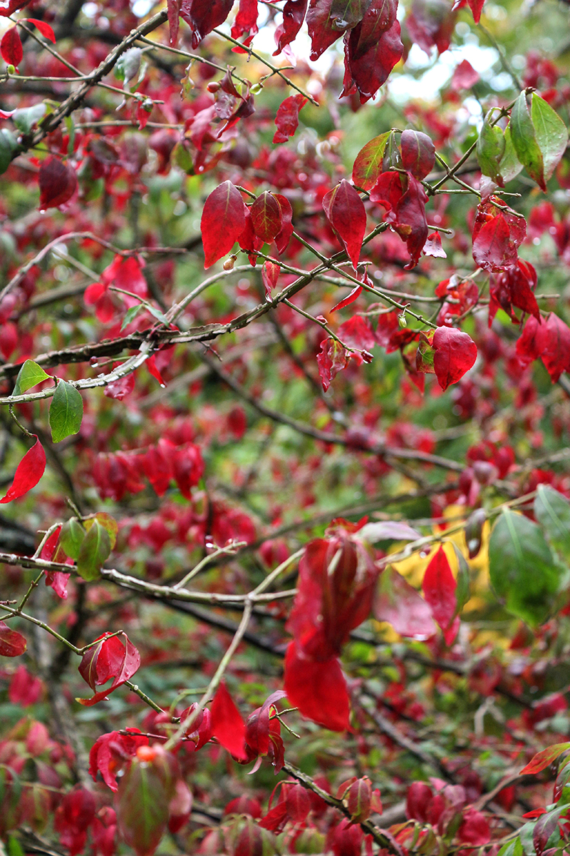 edinburgh autumn colours