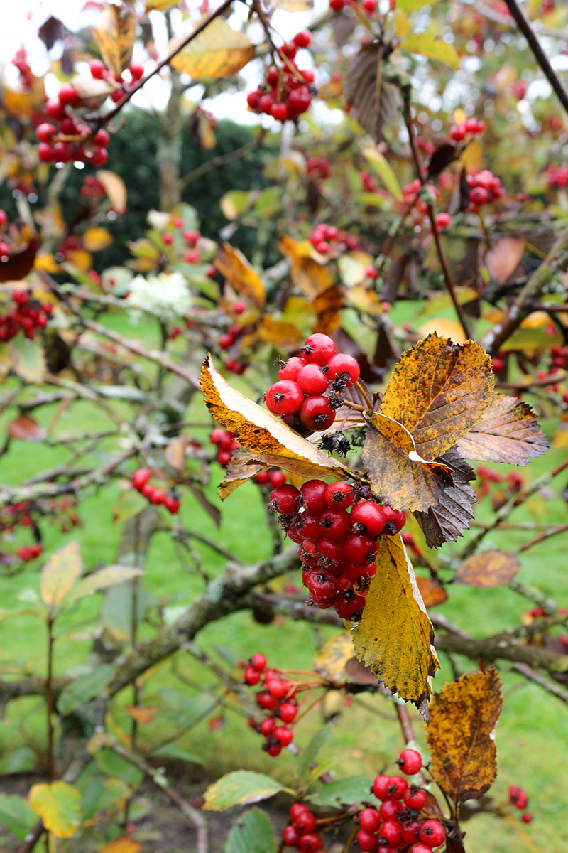 rowanberries