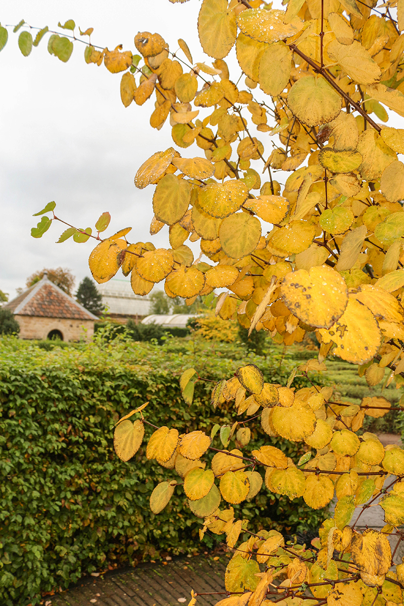 yellowleaves