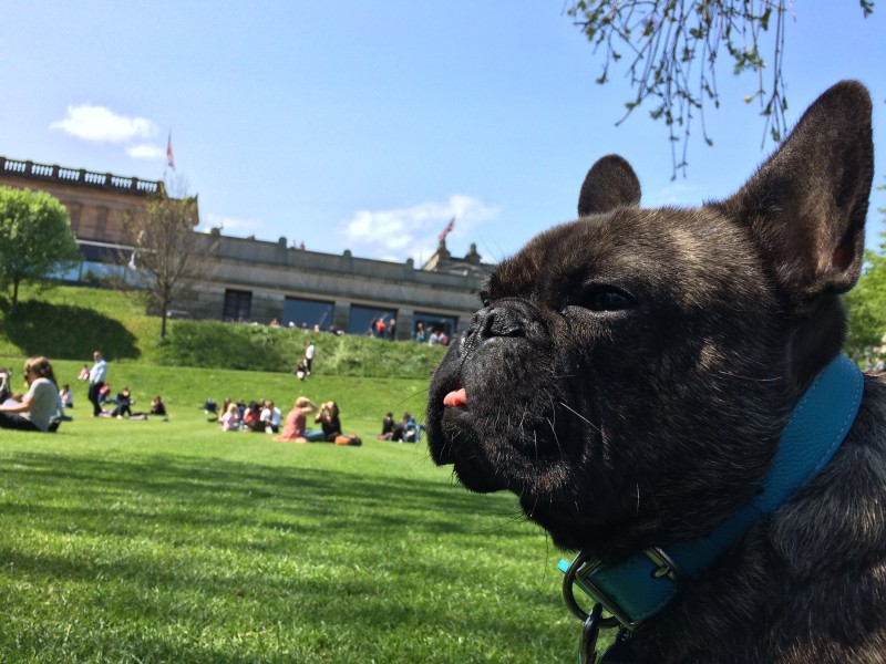 Monty-Tours-With-Paws-Edinburgh