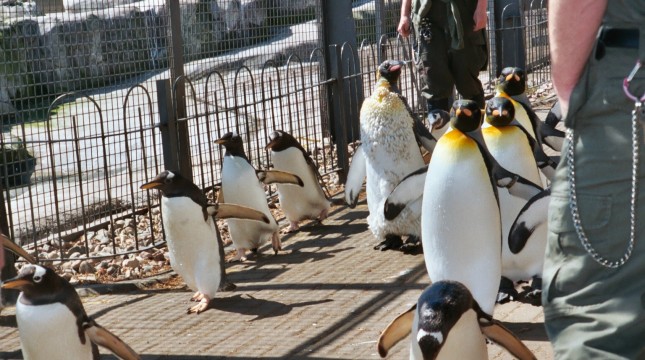 Visit Edinburgh Zoo