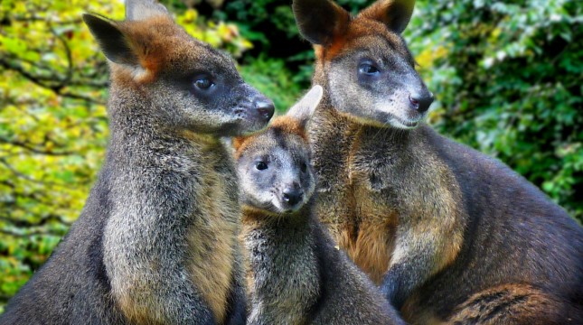 Visit Edinburgh Zoo