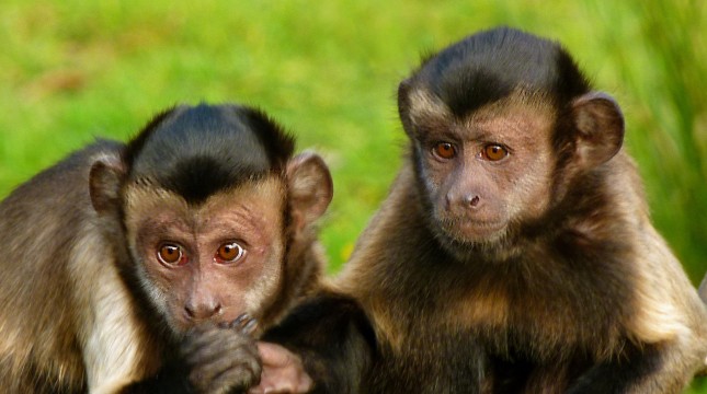 Visit Edinburgh Zoo