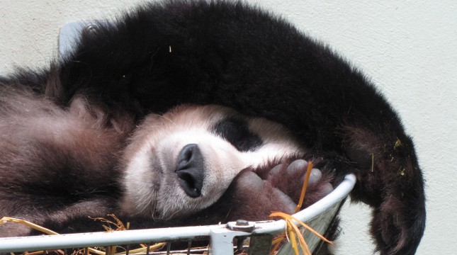 Visit Edinburgh Zoo