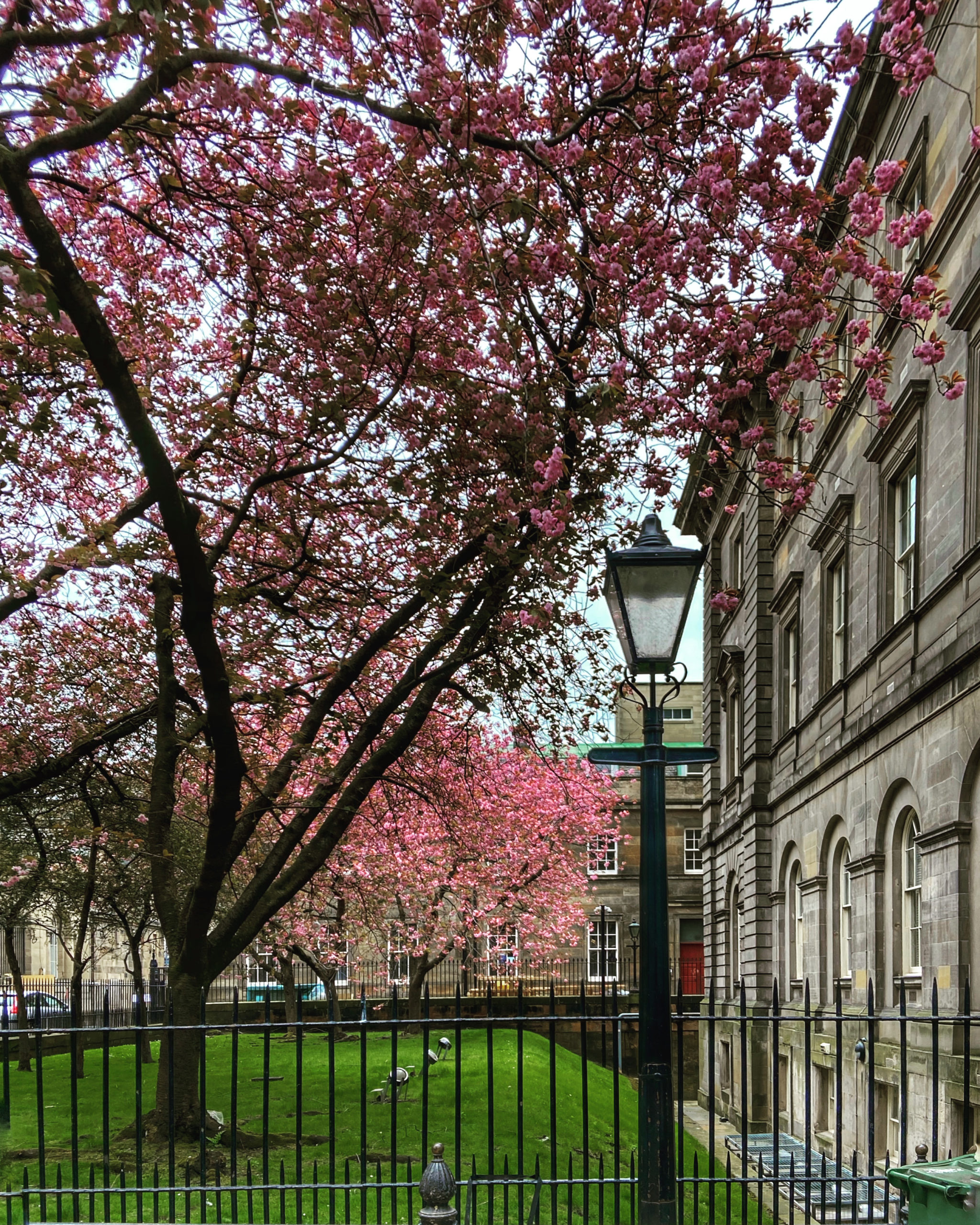 Cherry blossom opposite The Cafe Royal