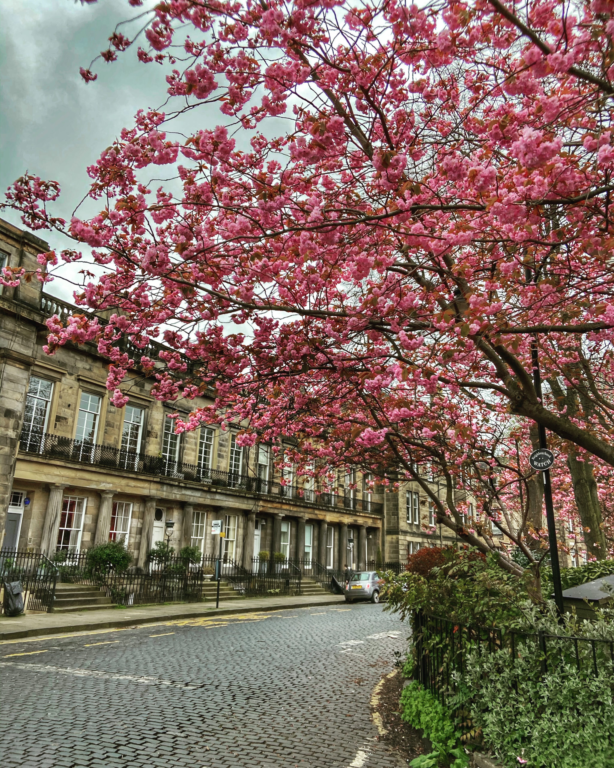 Cherry blossom St Bernard's Crescent, Stockbridge