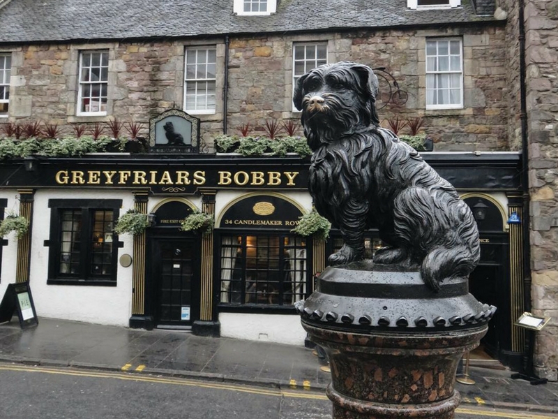 Edinbrugh Dog