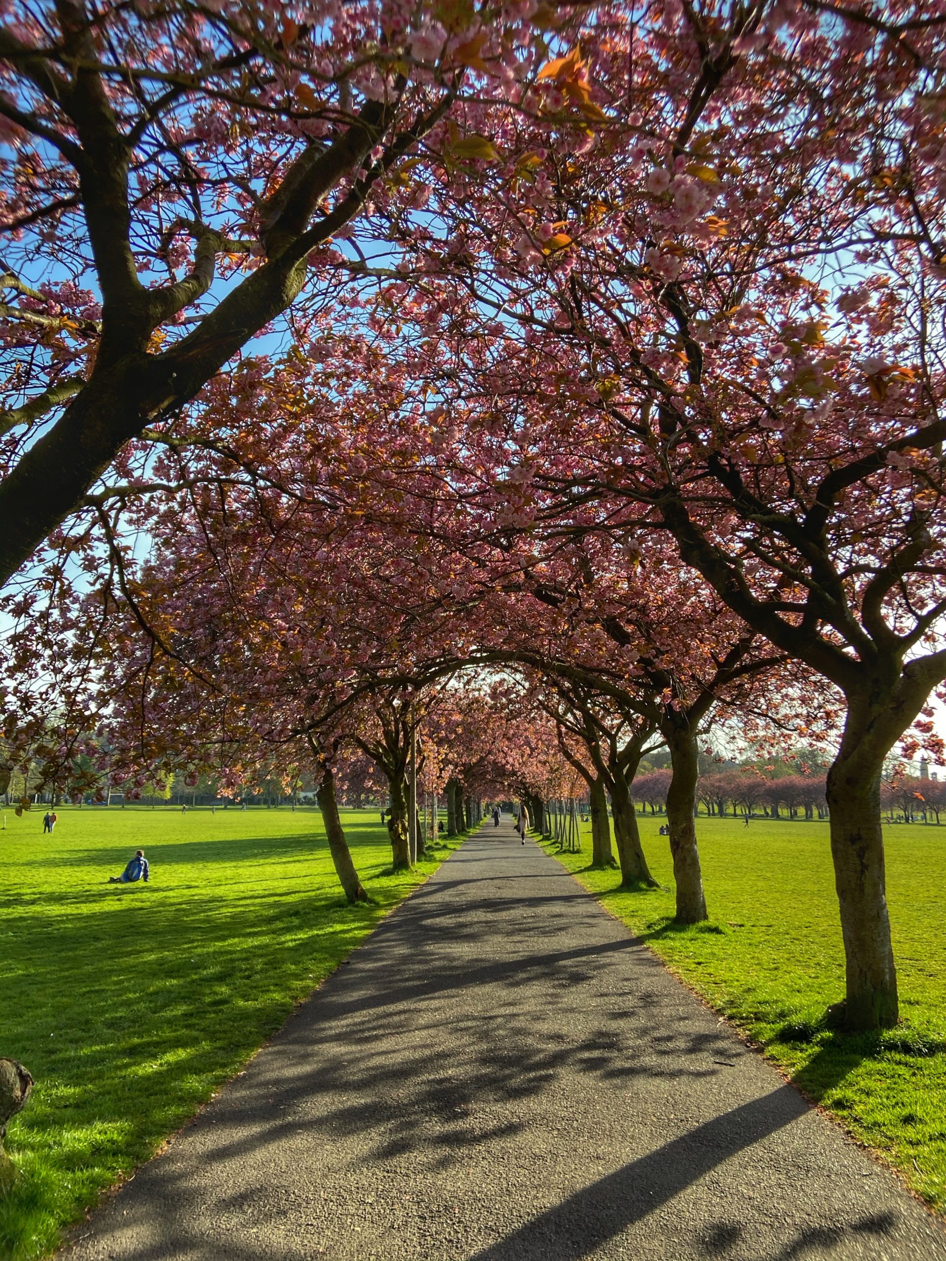 Avenue of cherry blossom in The Meadows 2020