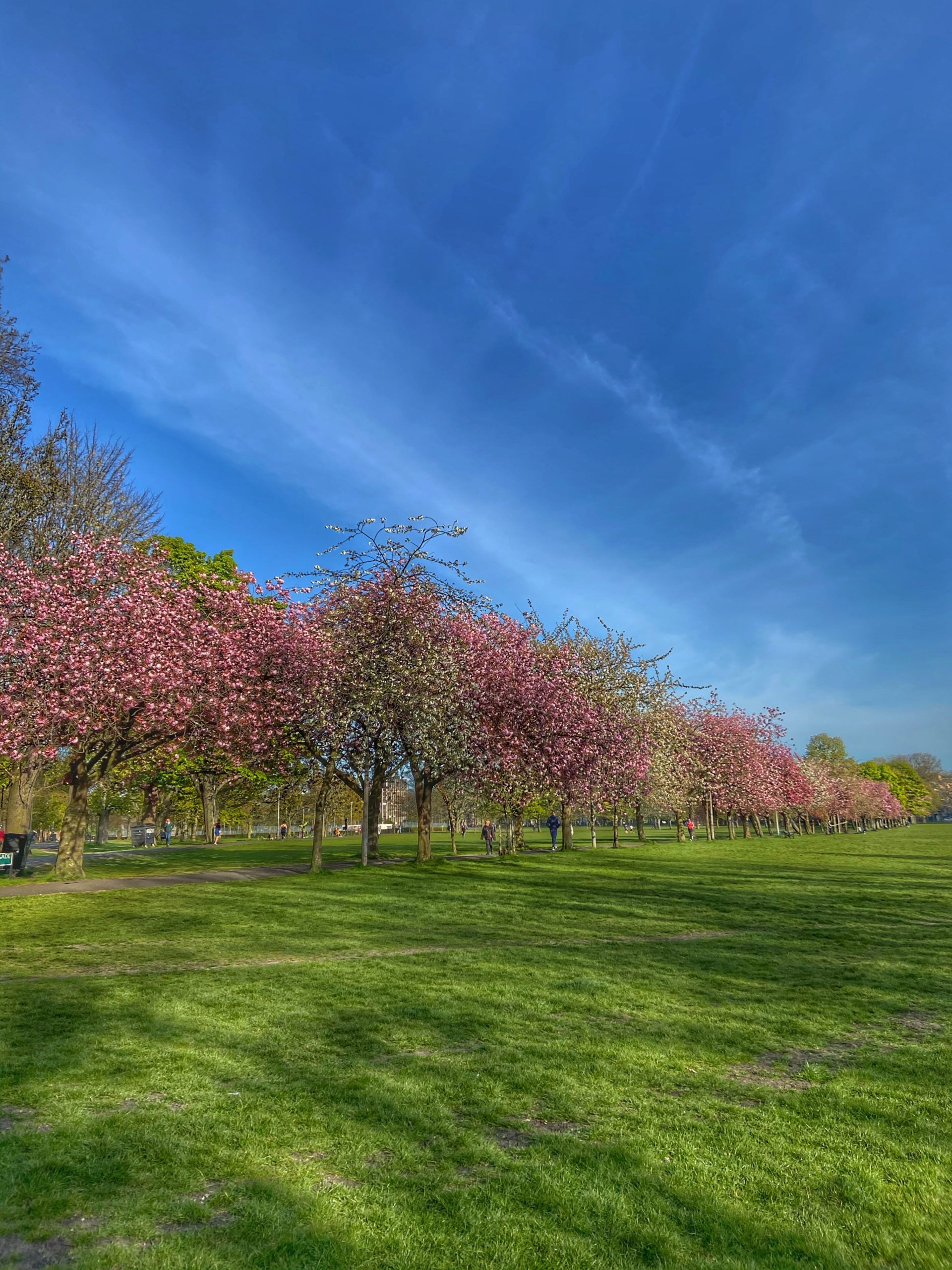 Cherry blossom avenue The Meadows