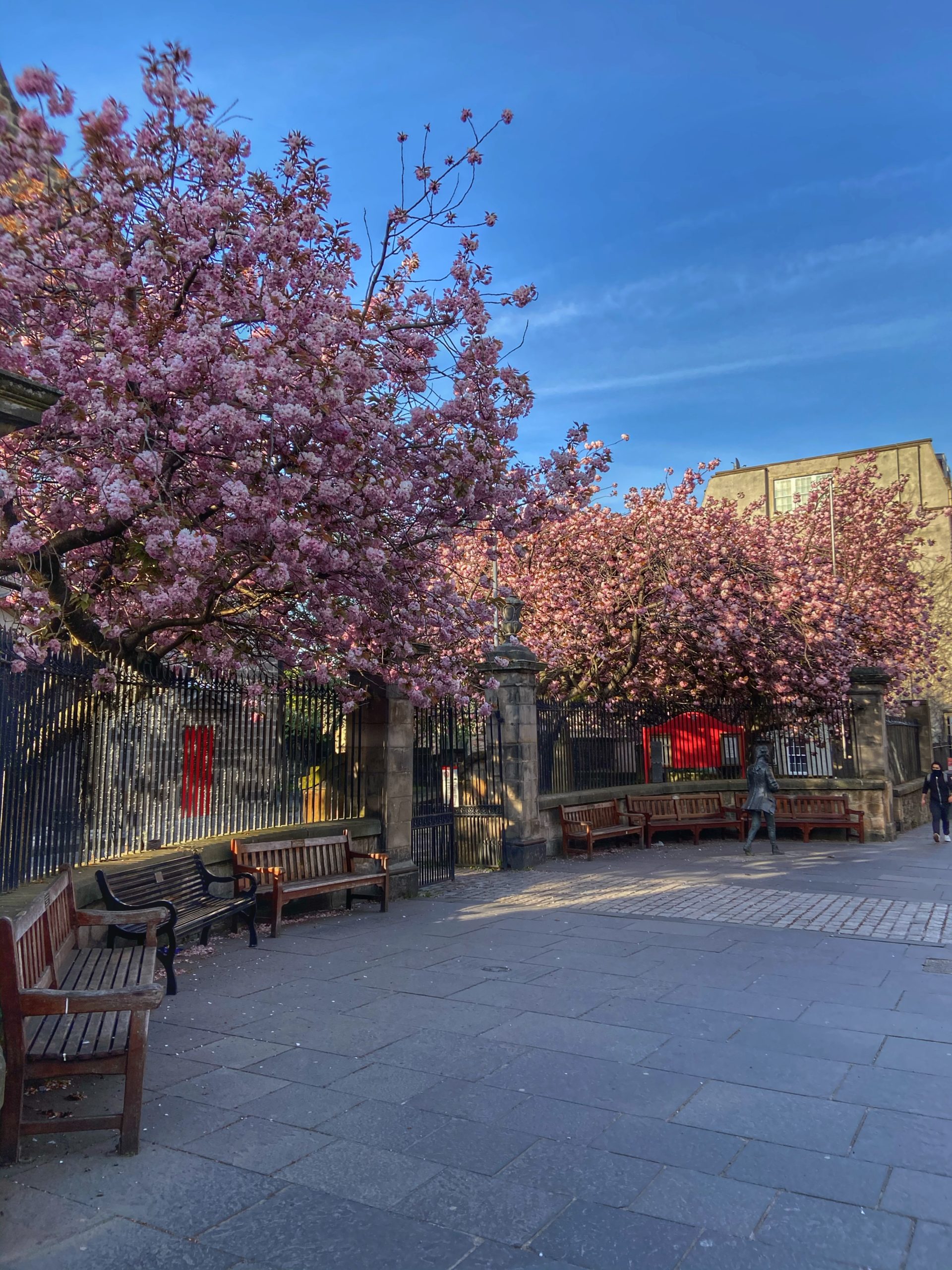 Cherry blossom Canongate