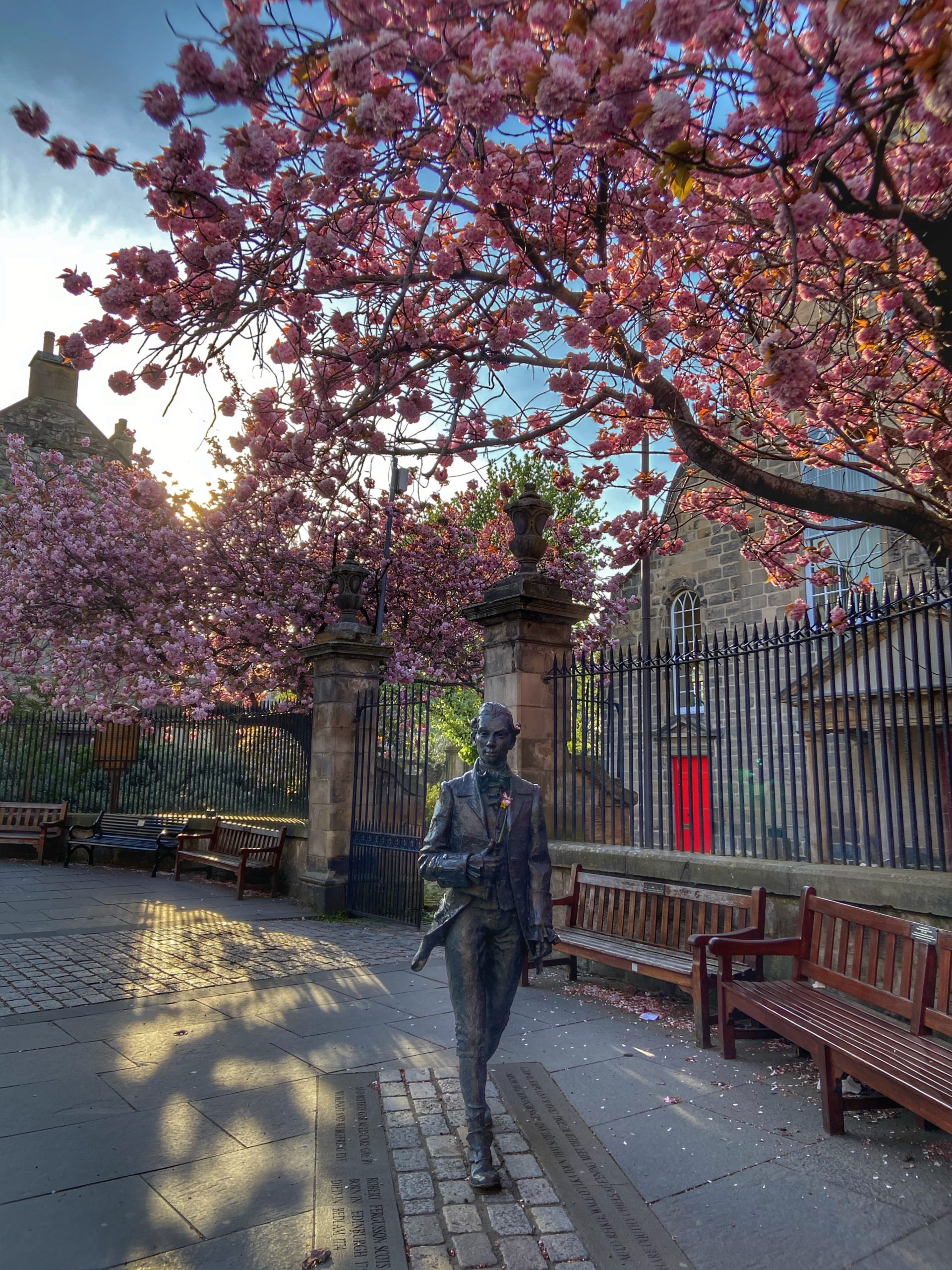 Robert Fergusson cherry blossom