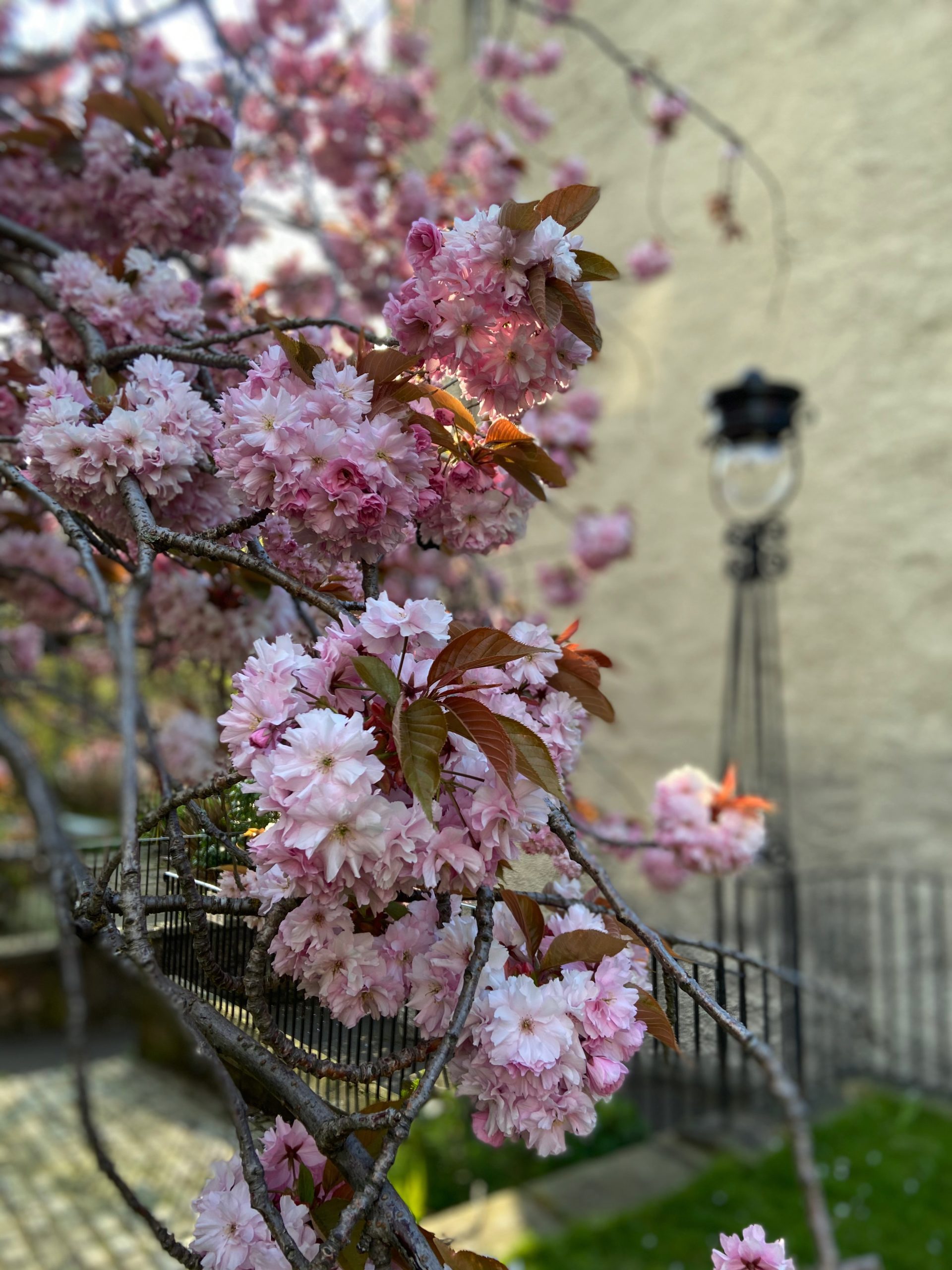 cherry blossom Edinburgh 2020