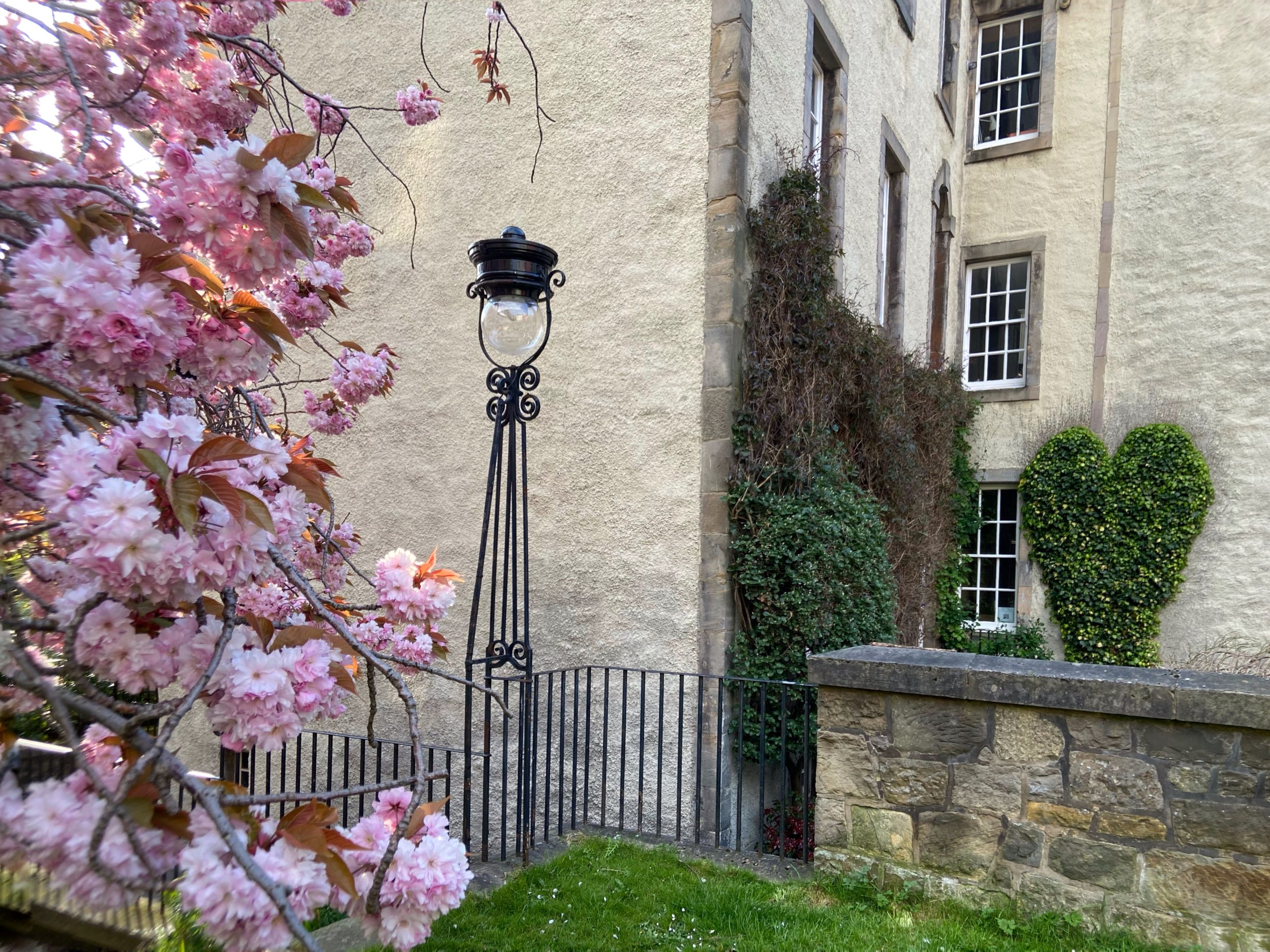 Chesser Court cherry blossom