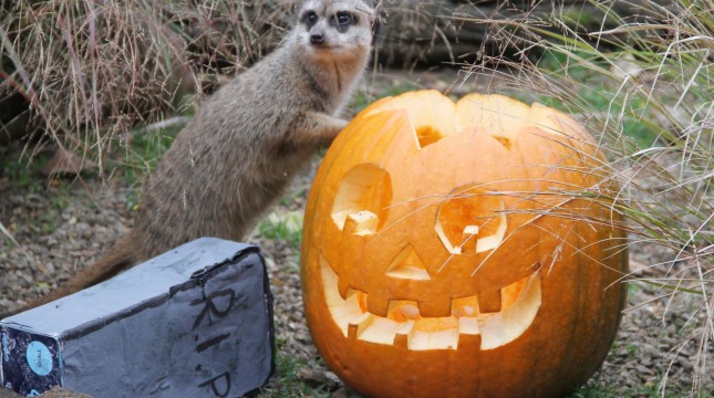 The Weer-Meerkat at Edinburgh Zoo