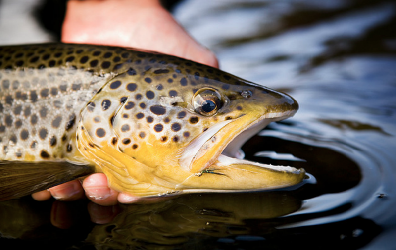 Fish Wild: The Plaice to Fish in Scotland