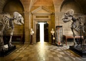 Anatomical Museum