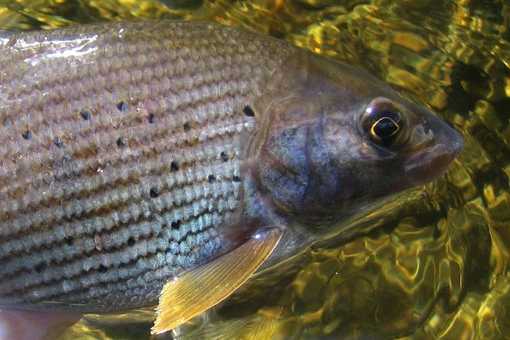 Fish Wild: The Plaice to Fish in Scotland 