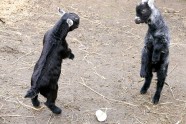 Dancing goats