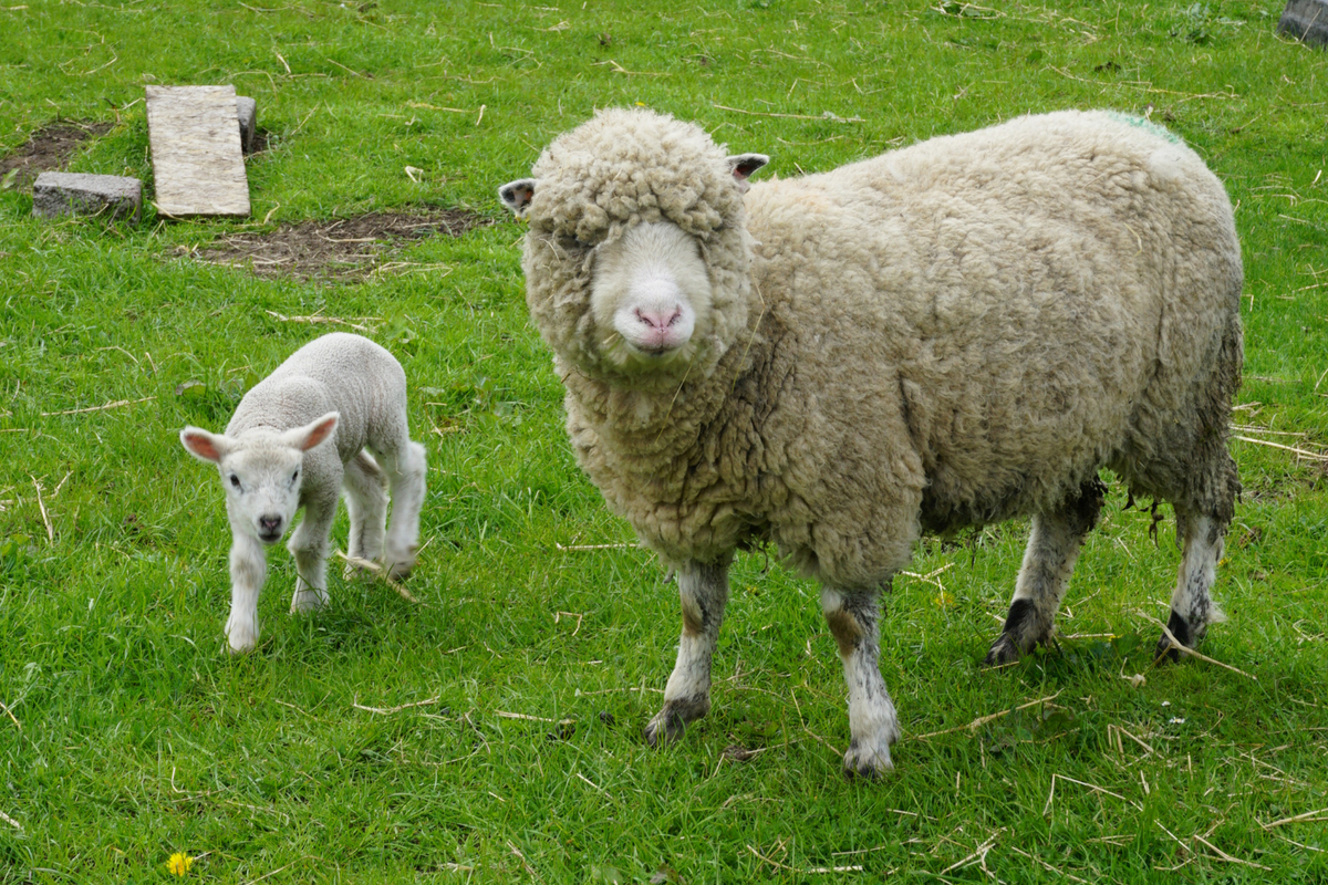 gorgie farm