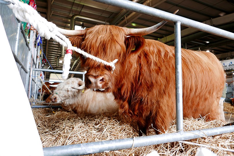 highlandcow