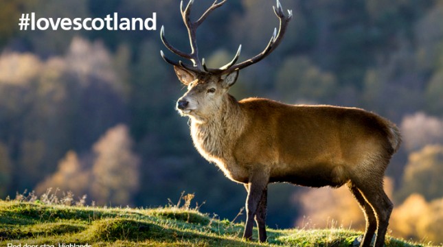  Red deer stag at the Highland Wildlife Park within Cairngorms National Park, Kincraig, Highlands Explore Scotland’s National Parks this autumn and discover the country's natural beauty and wildlife with VisitScotland
