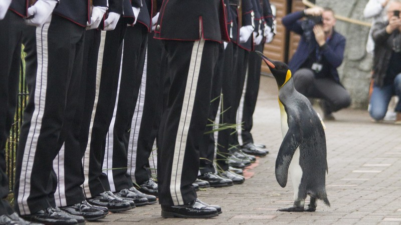 Brigadier Sir Nils Olav